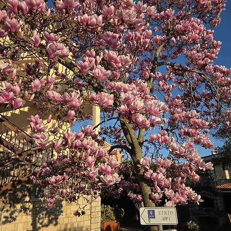 Lirio * Umag